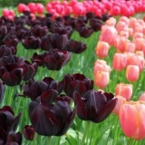 Kada iskopati tulipane nakon cvatnje